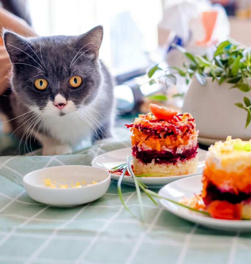 gray and white cat on green and white table cloth